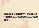 mantis英文怎么读音（mantis是什么意思 mantis的音标 mantis的用法）