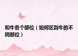 和牛各个部位（如何区别牛的不同部位）