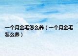 一个月金毛怎么养（一个月金毛怎么养）