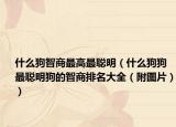 什么狗智商最高最聪明（什么狗狗最聪明狗的智商排名大全（附图片））