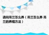 请问吊兰怎么养（吊兰怎么养 吊兰的养殖方法）