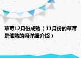草莓12月份成熟（11月份的草莓是催熟的吗详细介绍）