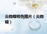 尖吻蝮咬伤图片（尖吻蝮）
