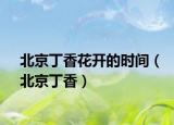 北京丁香花开的时间（北京丁香）