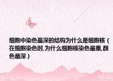 细胞中染色最深的结构为什么是细胞核（在细胞染色时,为什么细胞核染色最重,颜色最深）