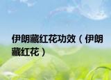 伊朗藏红花功效（伊朗藏红花）