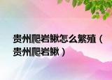 贵州爬岩鳅怎么繁殖（贵州爬岩鳅）