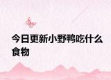 今日更新小野鸭吃什么食物