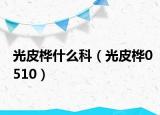 光皮桦什么科（光皮桦0510）