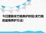 今日更新夹竹桃养护妙招(夹竹桃的盆栽养护方法)