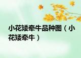 小花矮牵牛品种图（小花矮牵牛）