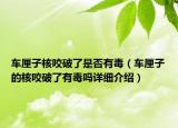 车厘子核咬破了是否有毒（车厘子的核咬破了有毒吗详细介绍）
