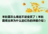 羊肚菌怎么看是不是变质了（羊肚菌煮出来为什么是红色的详细介绍）