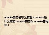 acacia英文名怎么发音（acacia是什么意思 acacia的音标 acacia的用法）