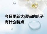 今日更新大熊猫的爪子有什么特点