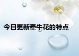 今日更新牵牛花的特点