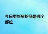 今日更新猪粉肠是哪个部位