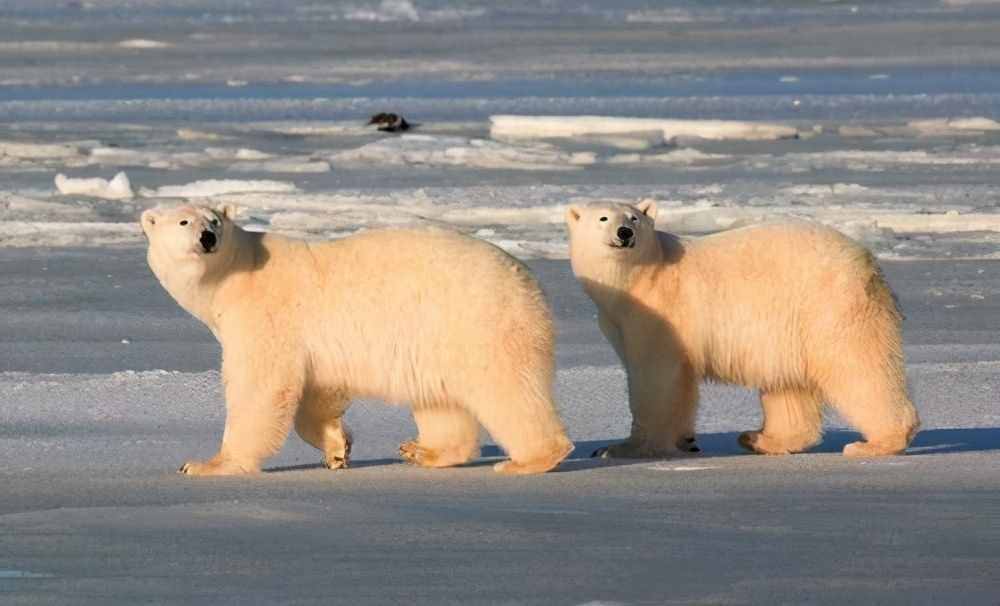 为什么只有怀孕的北极熊能冬眠？冰封的雪地上雄性该如何狩猎？