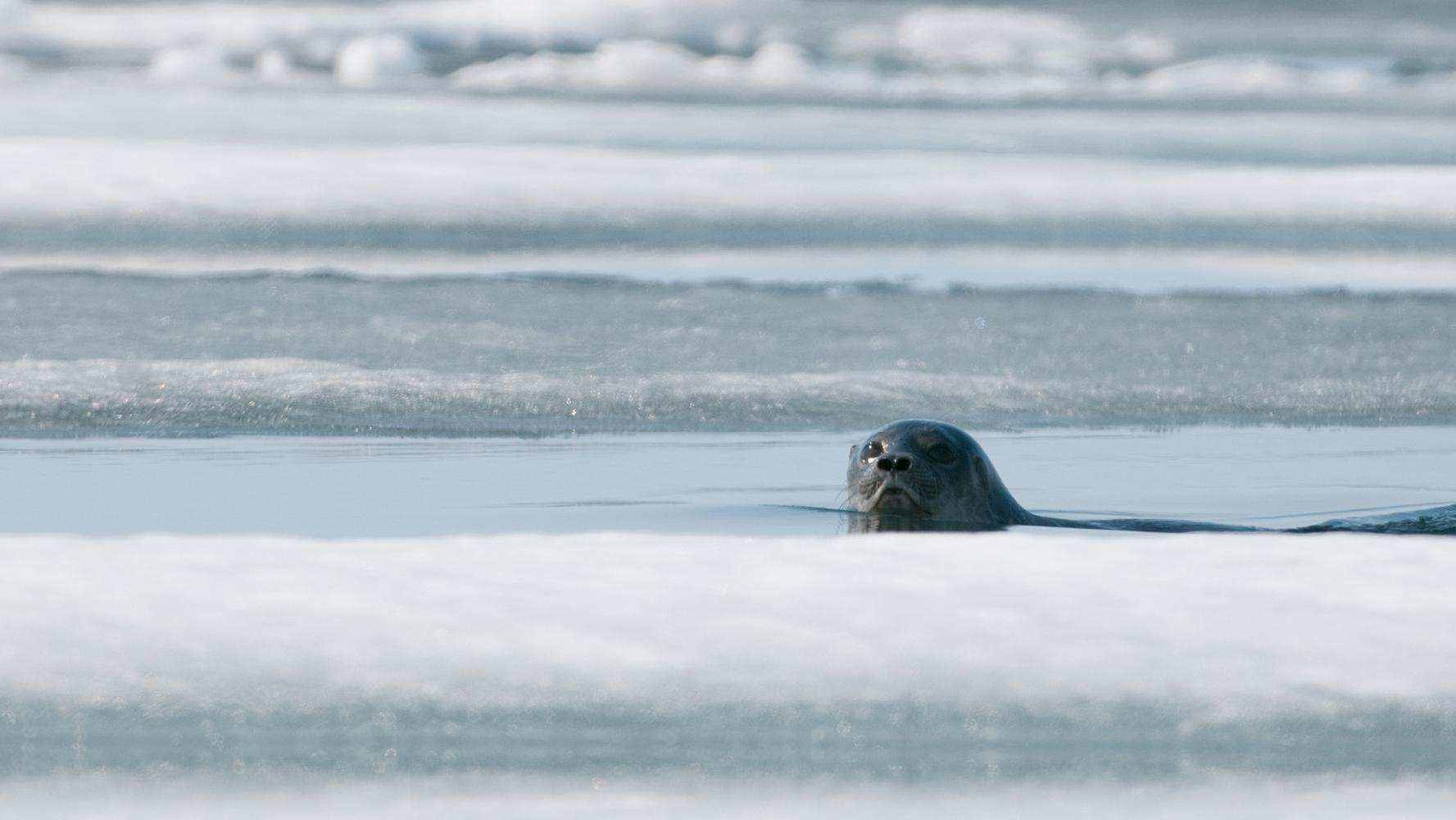 为什么只有怀孕的北极熊能冬眠？冰封的雪地上雄性该如何狩猎？