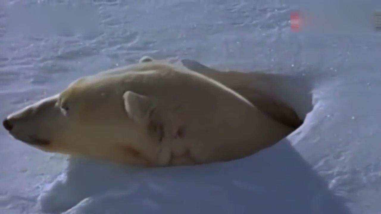 为什么只有怀孕的北极熊能冬眠？冰封的雪地上雄性该如何狩猎？