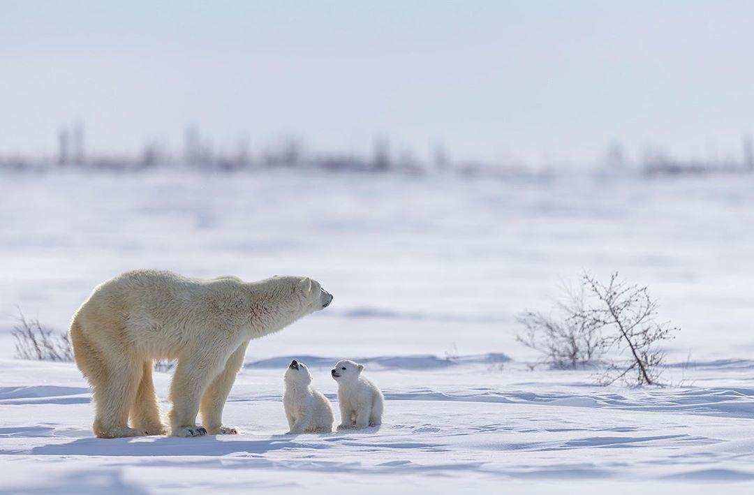 为什么只有怀孕的北极熊能冬眠？冰封的雪地上雄性该如何狩猎？