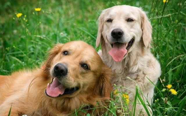 金毛犬好训练吗？应该要怎么去训练它？