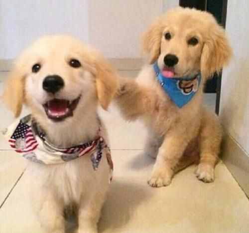 金毛犬好训练吗？应该要怎么去训练它？