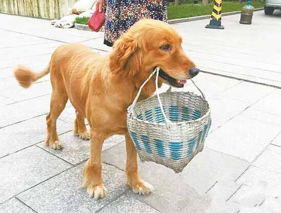 金毛犬好训练吗？应该要怎么去训练它？