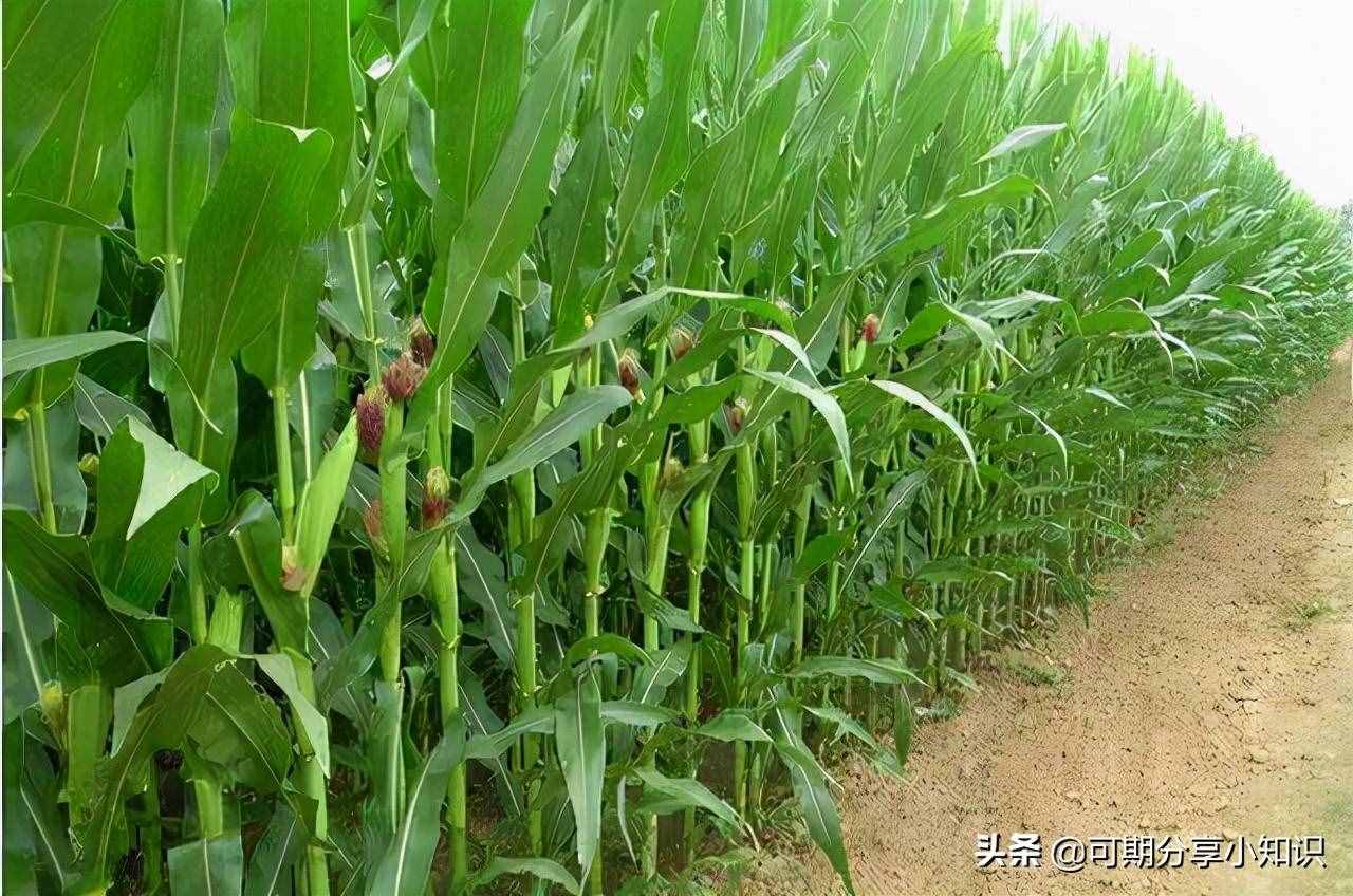经常吃玉米有哪些好处?看完这些或对你有所帮助