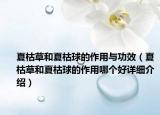 夏枯草和夏枯球的作用与功效（夏枯草和夏枯球的作用哪个好详细介绍）