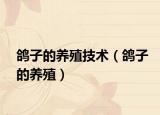 鸽子的养殖技术（鸽子的养殖）
