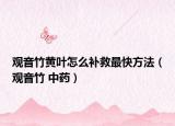 观音竹黄叶怎么补救最快方法（观音竹 中药）