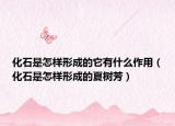 化石是怎样形成的它有什么作用（化石是怎样形成的夏树芳）