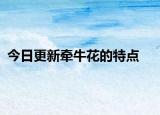 今日更新牵牛花的特点