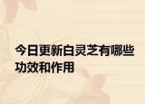 今日更新白灵芝有哪些功效和作用