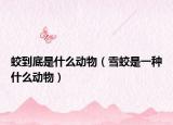 蛟到底是什么动物（雪蛟是一种什么动物）