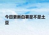 今日更新白薯是不是土豆