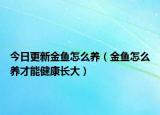 今日更新金鱼怎么养（金鱼怎么养才能健康长大）