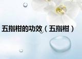 五指柑的功效（五指柑）