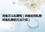 闲鱼怎么私聊呢（闲鱼如何私聊 闲鱼私聊的方法介绍）
