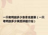一只老鸭放多少条冬虫夏草（一只老鸭放多少黄芪详细介绍）
