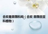 合欢是蔷薇科吗（合欢 蔷薇目豆科植物）