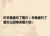 烂羊角蜜坏了图片（羊角蜜烂了是怎么回事详细介绍）