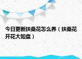 今日更新扶桑花怎么养（扶桑花开花大如盘）