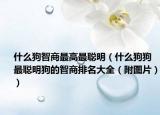 什么狗智商最高最聪明（什么狗狗最聪明狗的智商排名大全（附图片））