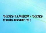 马齿苋为什么叫蚂蚁菜（马齿苋为什么叫长寿菜详细介绍）