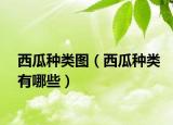 西瓜种类图（西瓜种类有哪些）