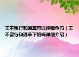王不留行和通草可以炖鲫鱼吗（王不留行和通草下奶吗详细介绍）