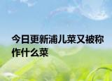 今日更新浦儿菜又被称作什么菜