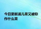 今日更新浦儿菜又被称作什么菜